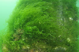 algue verte. Cladophora ou autre?