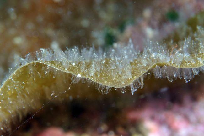 Sur la tranche de la feuille