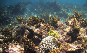 Algues + corail guadeloupéens