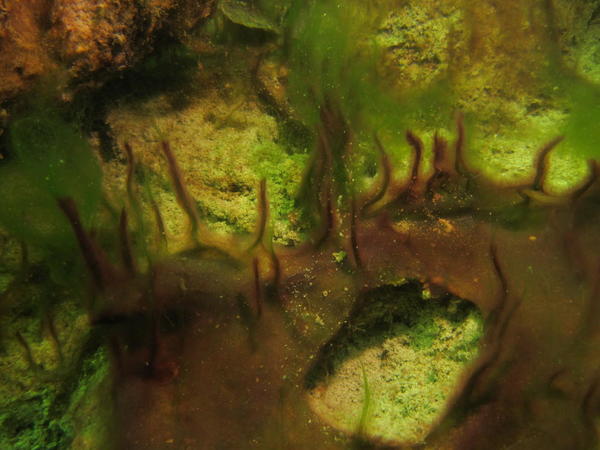 Algues d'eau douce