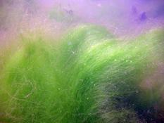 algues filamenteuse