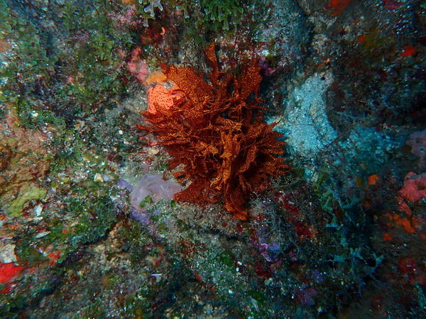 Algues rouge ???