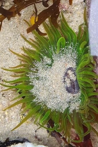 Alien Anemone