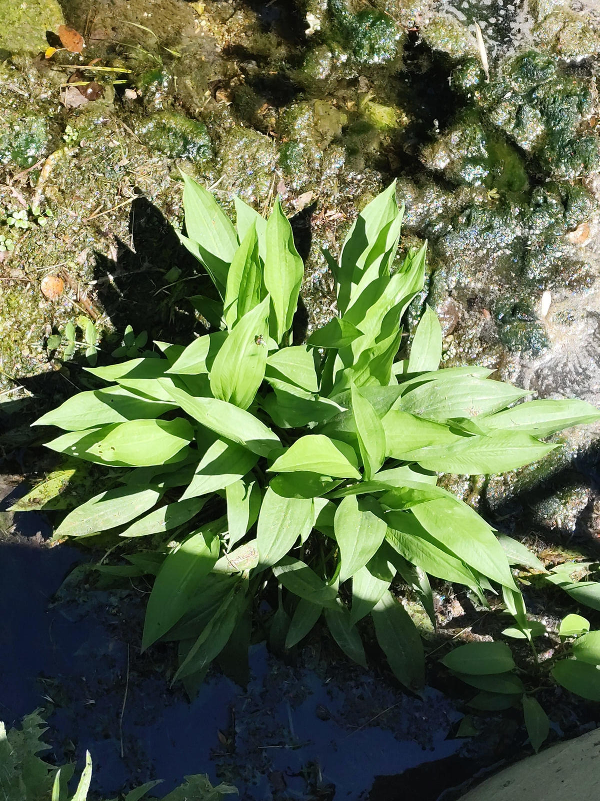 Alisma plantago-aquatica ?