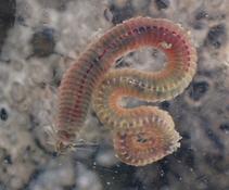 Alitta succinea?