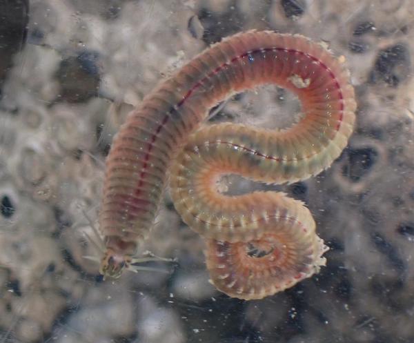 Alitta succinea?