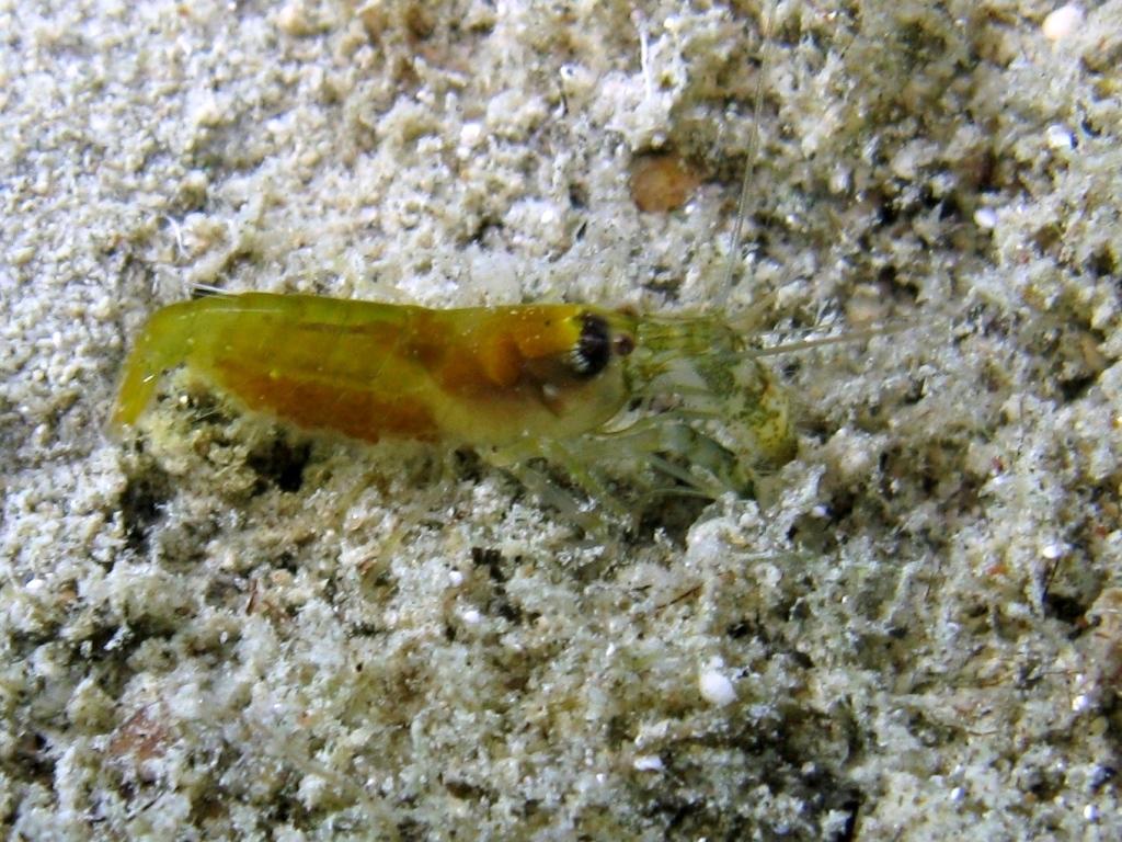 <p>Greece, Karpathos, profondeur -1 m, 21/09/2011</p>