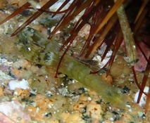 Alpheus dentipes ?