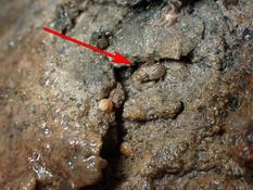 Alvania lactea, Loire-Atlantique