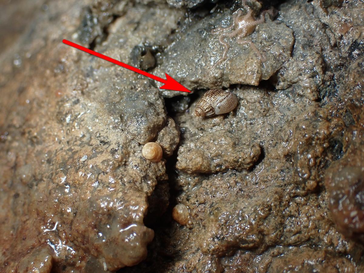 Alvania lactea, Loire-Atlantique