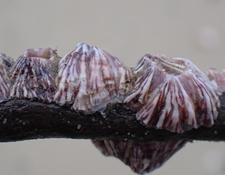 Amphibalanus a identificar