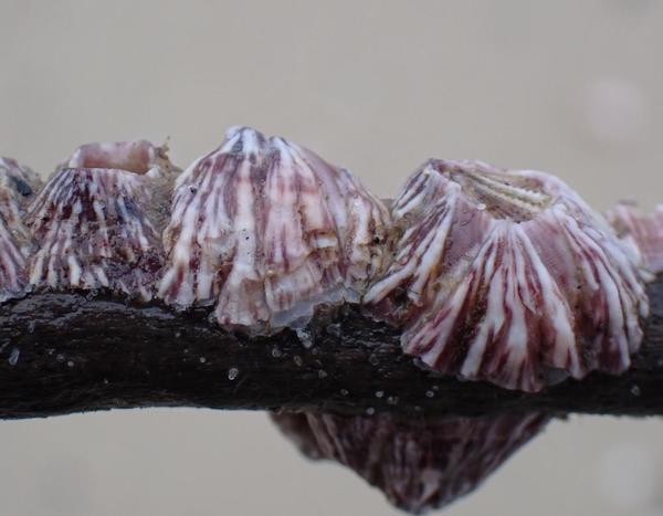 Amphibalanus a identificar