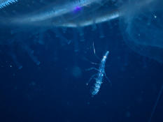 Amphipod or copepod?