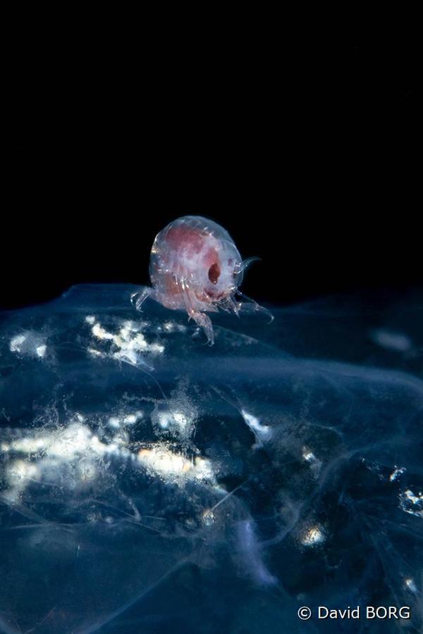 Amphipode qui vit sur les salpes