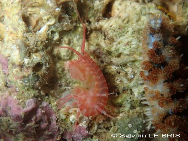 Amphipode rouge