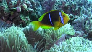 Amphiprion bicinctus ?