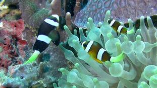 Amphiprion clarkii ?