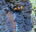 Amphiprion Ocellaris