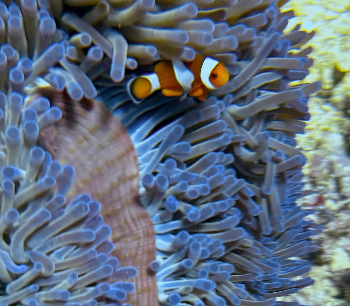 Amphiprion Ocellaris