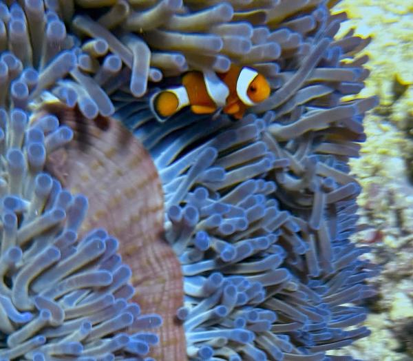 Amphiprion Ocellaris