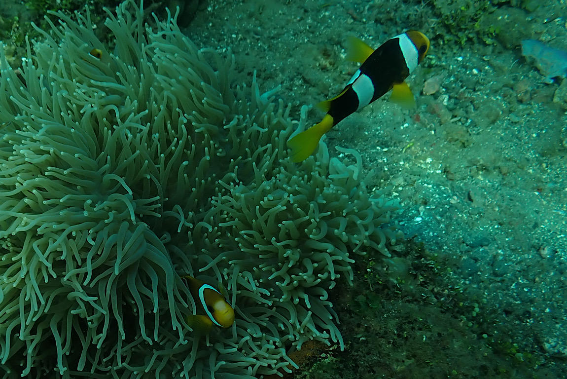 Amphiprion sebae?