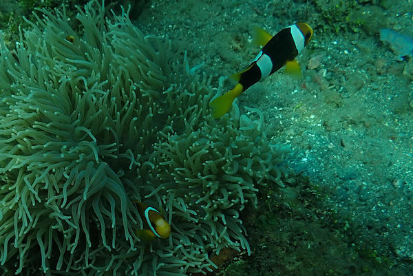 Amphiprion sebae?