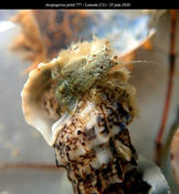Anapagurus de Port-Leucate