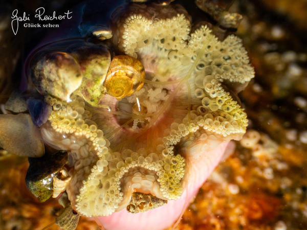 Anemone