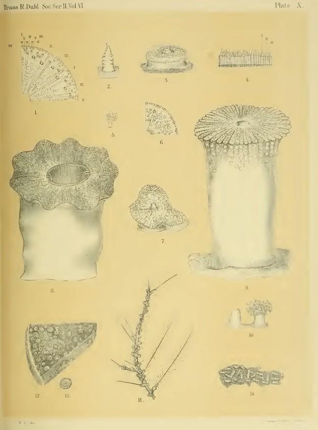 Je n'ai pas eu le courage de la rechercher hier soir, mais voici une reproduction de la planche qui montre côte à côte <br />n° 8 <em>Homostichanth...