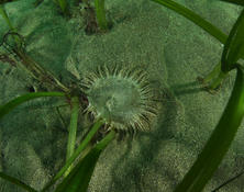 Anémone à points rouges (Anthopleura balii) ou autre?