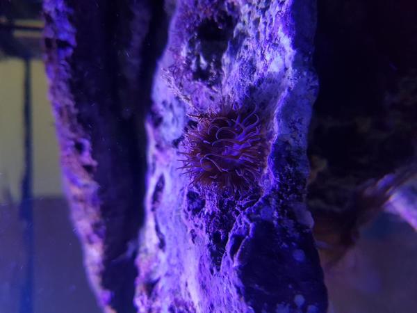 Anemone atlantique inconnue