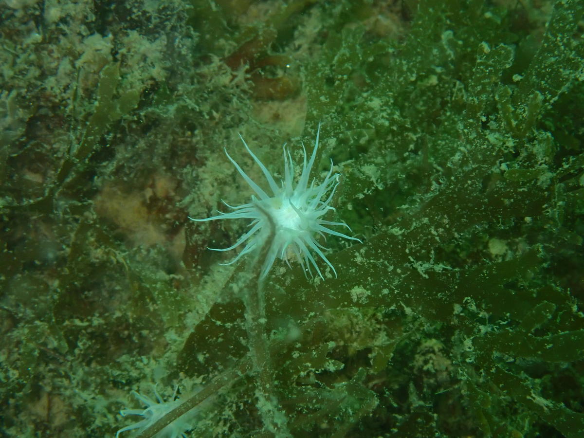 anémone blanche de la Baie de Quiberon:est ce une andrésie?une protanthée?