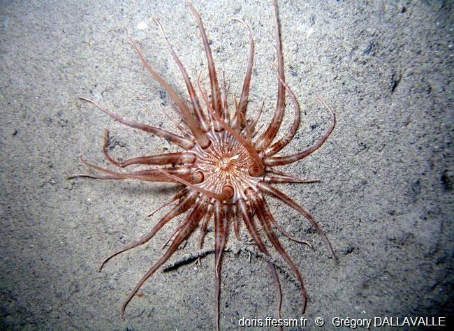 Bonjour,<br /><br /><em>Andresia partenopea (photo jointe pour comparaison)</em> possède au maximum 48 tentacules et est plantée dans le sédiment,...