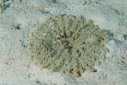 anémone caraïbe sur sable