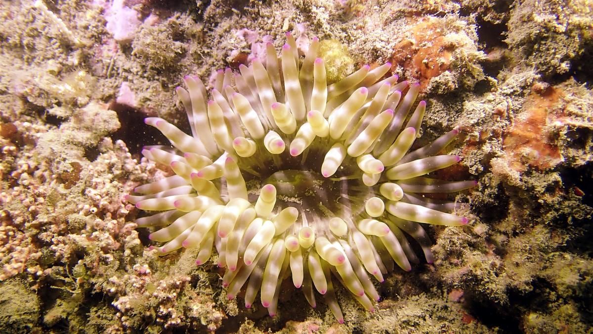 Anemone charnue ?