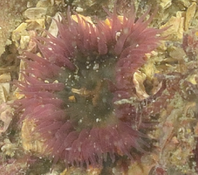 Anemone de Brehat