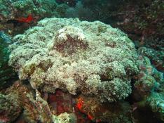 Anemone de grande taille.