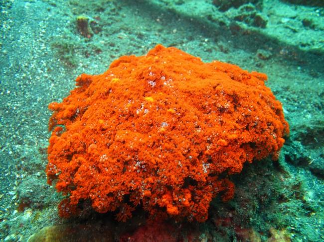En effet la nuit elle se déploie comme une alicia. Je l'avais identifiée comme <em>Phyllodiscus semoni</em>. La coloration peut être variable.