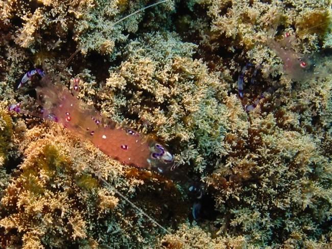 <p>Merci Sylvain. Dans cette <em>Phyllodiscus semoni</em>. J’ai trouver des dizaines de Periclimenes sarasvati qui paraissait être pourchasser par...