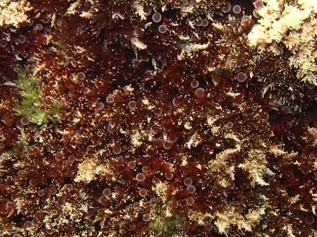 Sous cette tête', dans la partie brune, ons distingue beaucoup de petites sphères semi transparente. A quoi corresponde ces sphères, font elle part...