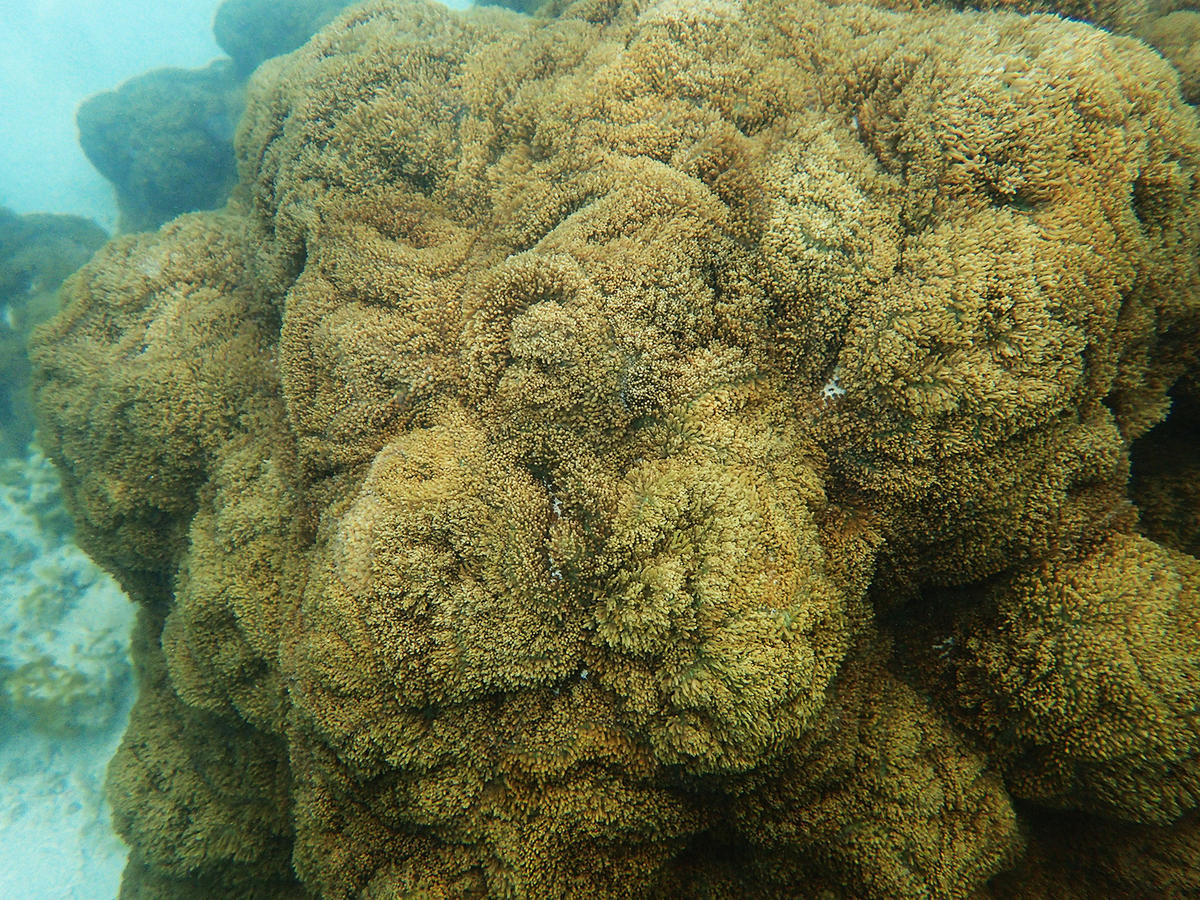 anémone de mer brune envahissante