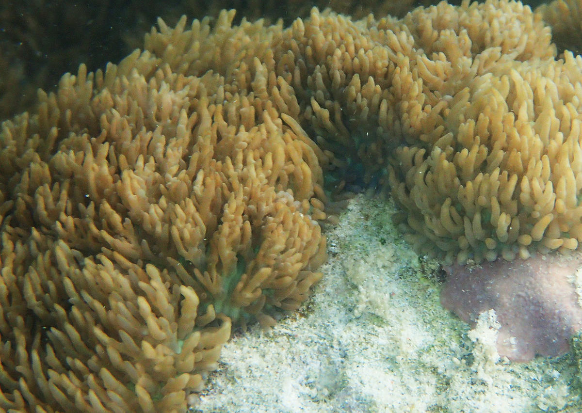 <p>Bonjour, Rhodactis mahorais me semble un bon concurrent ! Ci joint une photo de détail qui à l'air de bien ressembler à celle que vous avez tran...