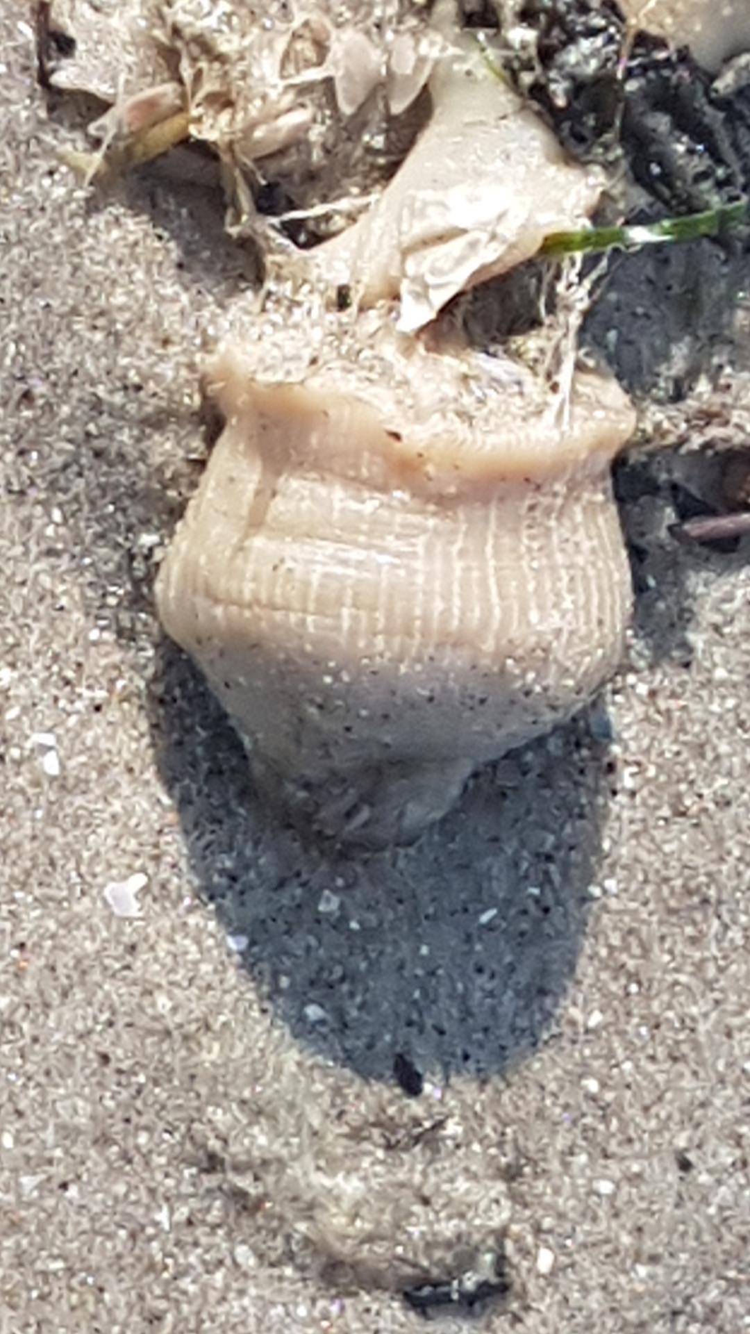 Anémone de mer échouée, mais quelle espèce ?