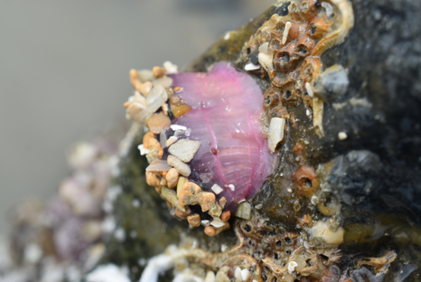 Anémone de mer espèce ?
