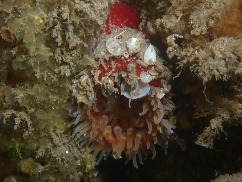 <p>Bonjour,</p><p>je parierais bien sur un dahlia de mer (Urticina felina)... C'est classique quand il est rétracté de voir des bouts de coquilles...