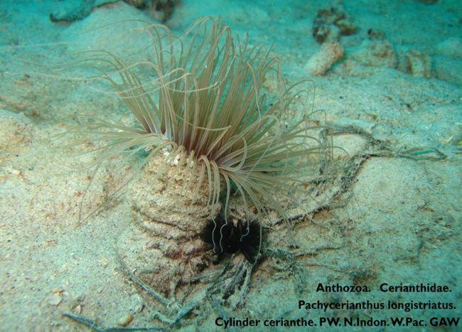 <p>Vu le nombre de tentacules, je vous soumets ce spécimen (moins enterrer), dont l’identité reste à confirmer. Ceriantharia. Cerianthidae. Pachyce...