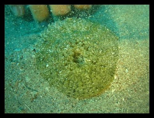 Anémone des sables ? (caraïbes)