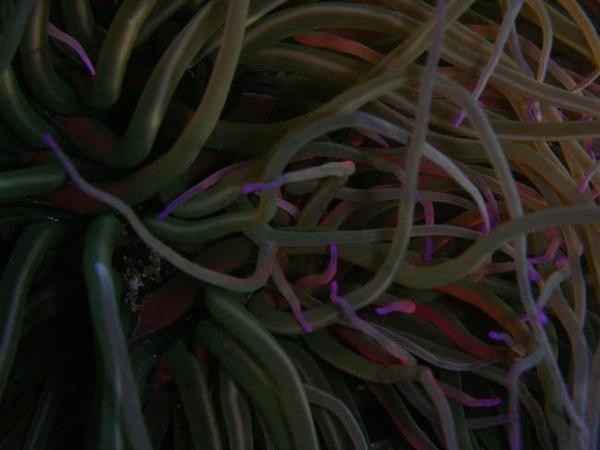 anemone fluo rose