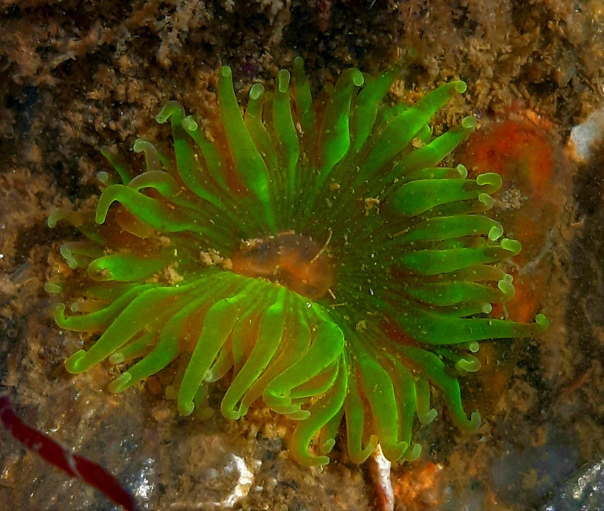 Anemone fluorescente Sarzeau (Morbihan)