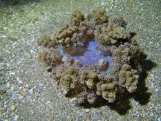 Anémone mahoraise